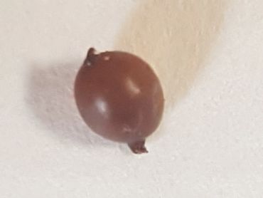 Eisenia fetida, Red Wriggler, Tiger Worm cacoon