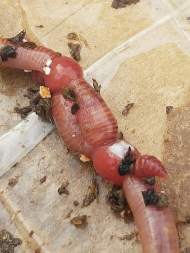 Two mating breeding red wriggler , Tiger Worms, composting worms (Eisenia fetida). 