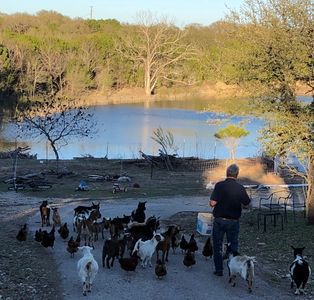 Nigerian Dwarf goat herd