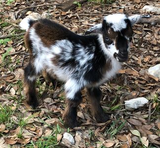 Nigerian Dwarf goat