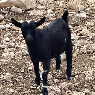 Black and white Nigerian dwarf