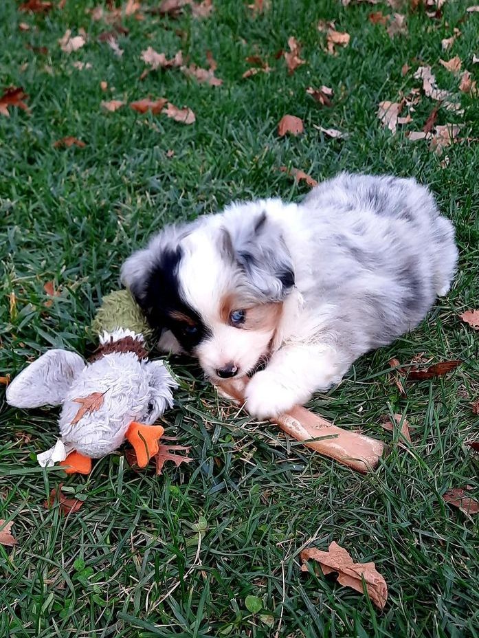 Toy Australian Shepherds - Double H Toy/Mini Farm