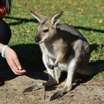 Person feeding a baby kangaroo