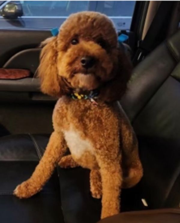 Penny is a BEAUTIFUL  mini Goldendoodle, she is 14 pounds dark red with some white tips on the feet 