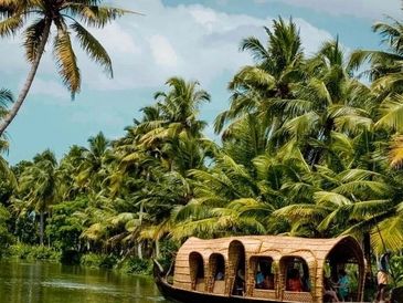 Boat sailing on a river surrounded by palm trees.