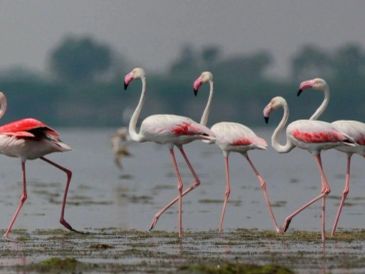 Flamingos standing and walking in shallow water.