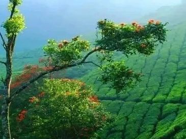 Scenic tea plantation with lush green hills and winding road.