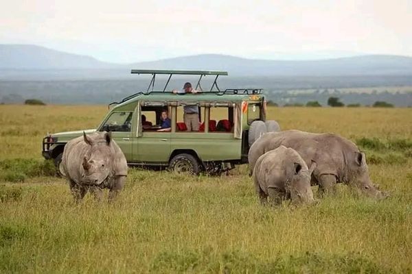 Tourists on safari watching rhinos in the wild from a jeep.