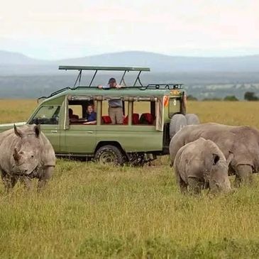 Tourists on safari watching rhinos in the wild from a jeep.