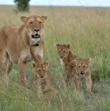 A lioness with three cubs walking through tall grass in the wild.