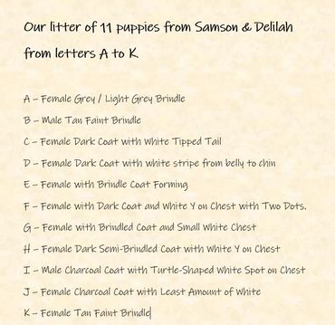 List describing 11 puppies by coat color and patterns from letters A to K.