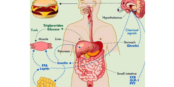 Tesofensine is categorized as a pre-synaptic reuptake inhibitor of dopamine, serotonin and noradrena