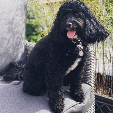 Buddy enjoying the sunshine in the garden.