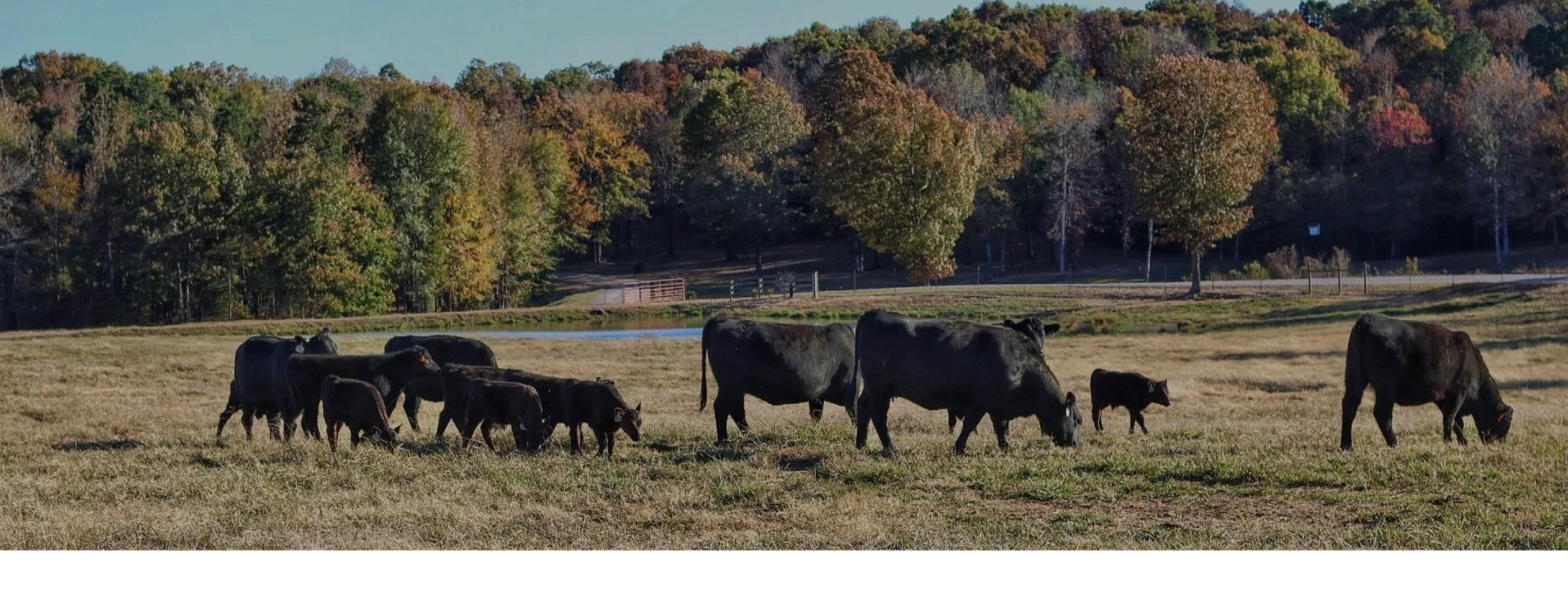 Home | Discover 342 Angus Ranch