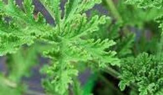  Citronella Green leap