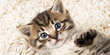 pet stains and odors