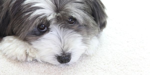 pet accidents and urine removal