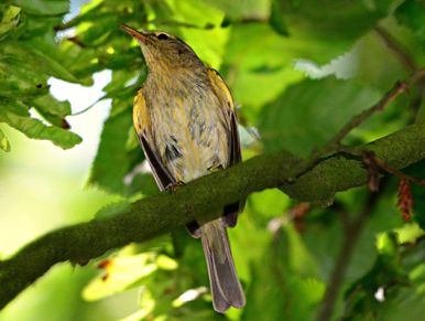 bird in a tree