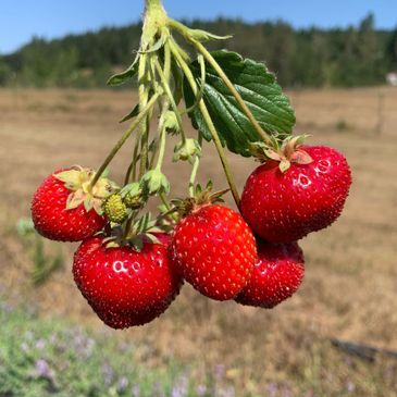 Seascape Strawberries 