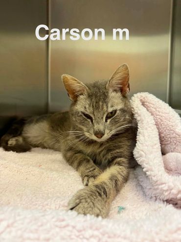 Gray tabby cat named Carson resting on a pink blanket.