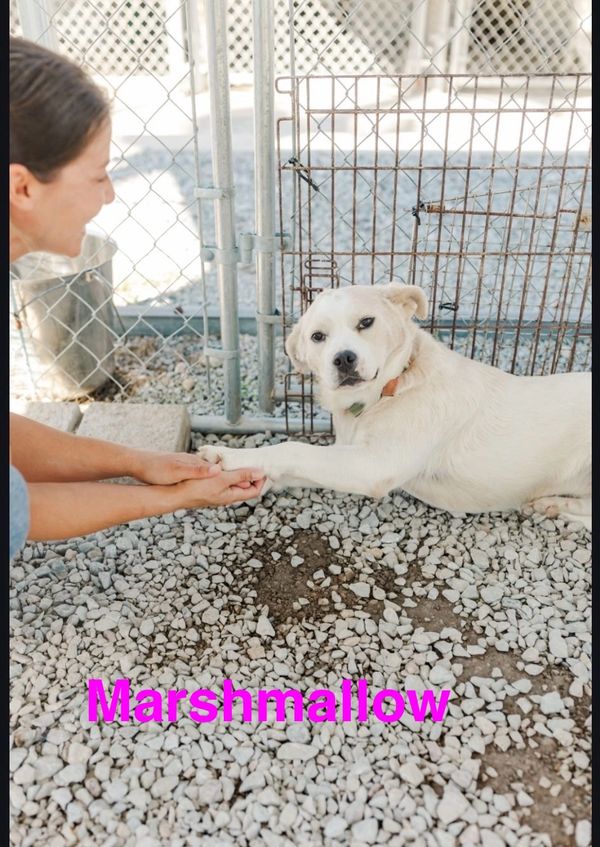 Marshmallow is a 1 year clumber spaniel/lab and sooo fun ! She would love another confident dog and 