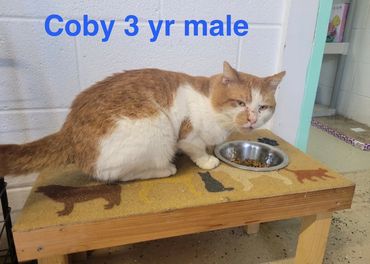 Orange and white cat named Coby eating from a bowl on a wooden platform.