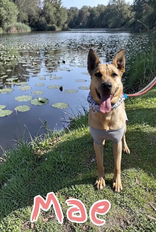 A happy dog named Mae by a lily-covered pond on a sunny day.