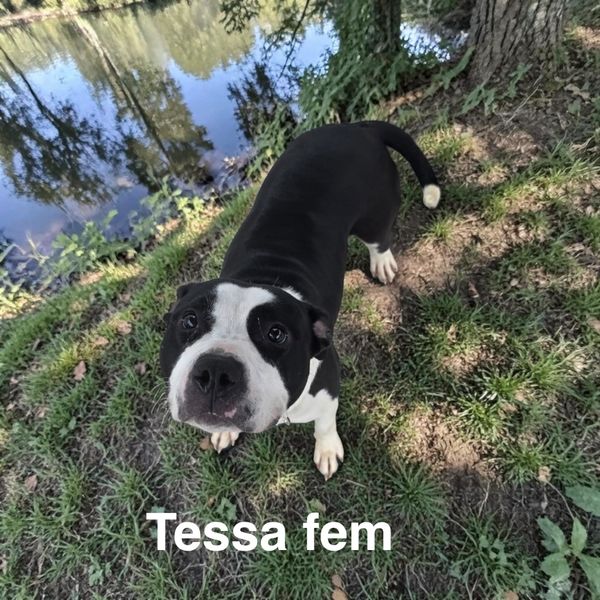 Black and white dog named Tessa standing on grass near water.
