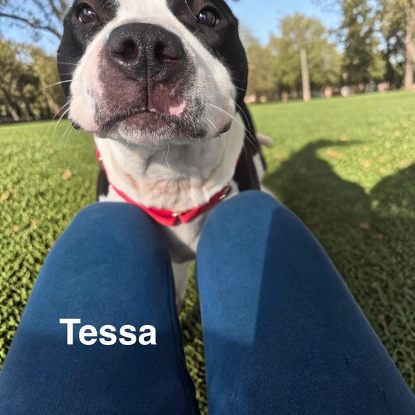 Close-up of a black and white dog named Tessa near someone's knees outdoors.