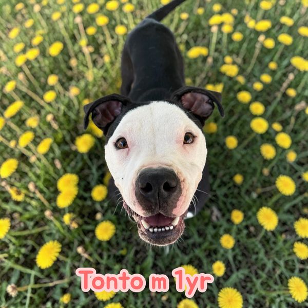 Happy black and white dog named Tonto among yellow flowers.