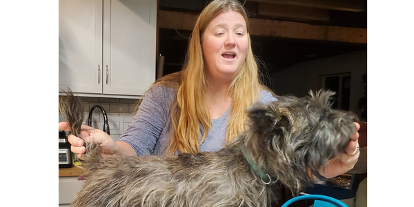 Mom and Skye practicing conformation on the kitchen table. Skye reaches for a treat.