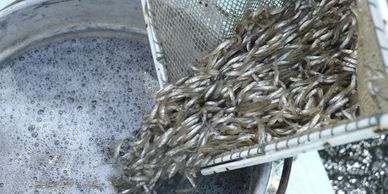 Fish stocking to help keep algae, weeds and insects under control.