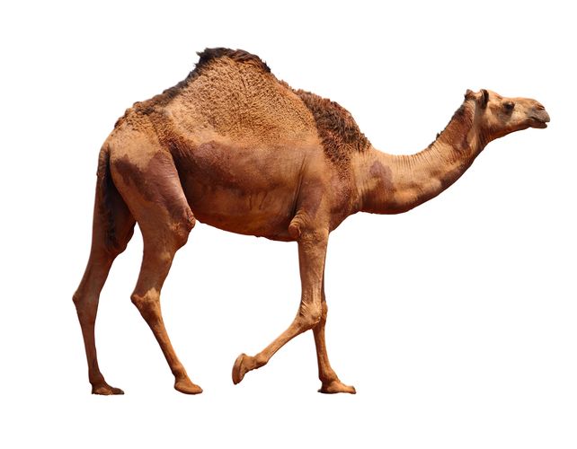 Halal Camel Meat