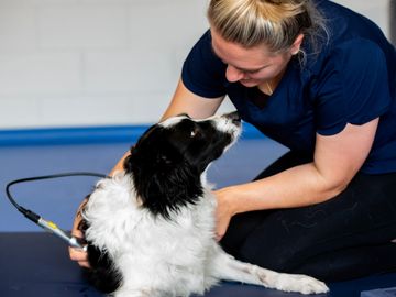 Woman using laser therapy on border collie 