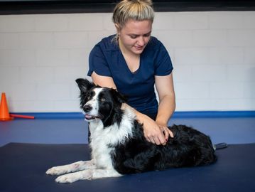 Woman massaging border collie