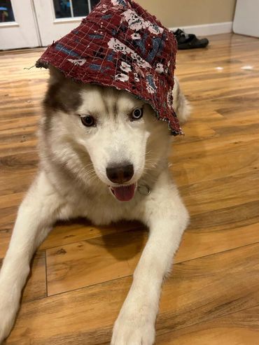 1/1 Cherry Blossom “Boro” bucket hat on customer’s dog.