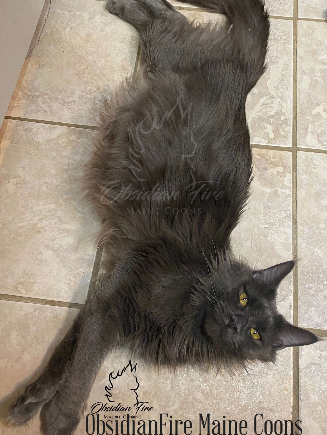Pregnant Blue smoke Maine coon