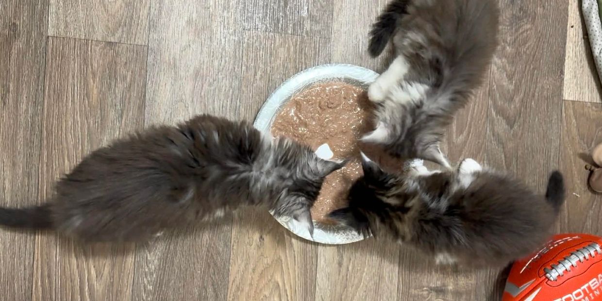 The White Spotted Maine Coons Eating food