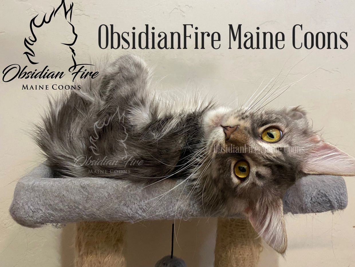 Blue silver tabby Maine coon