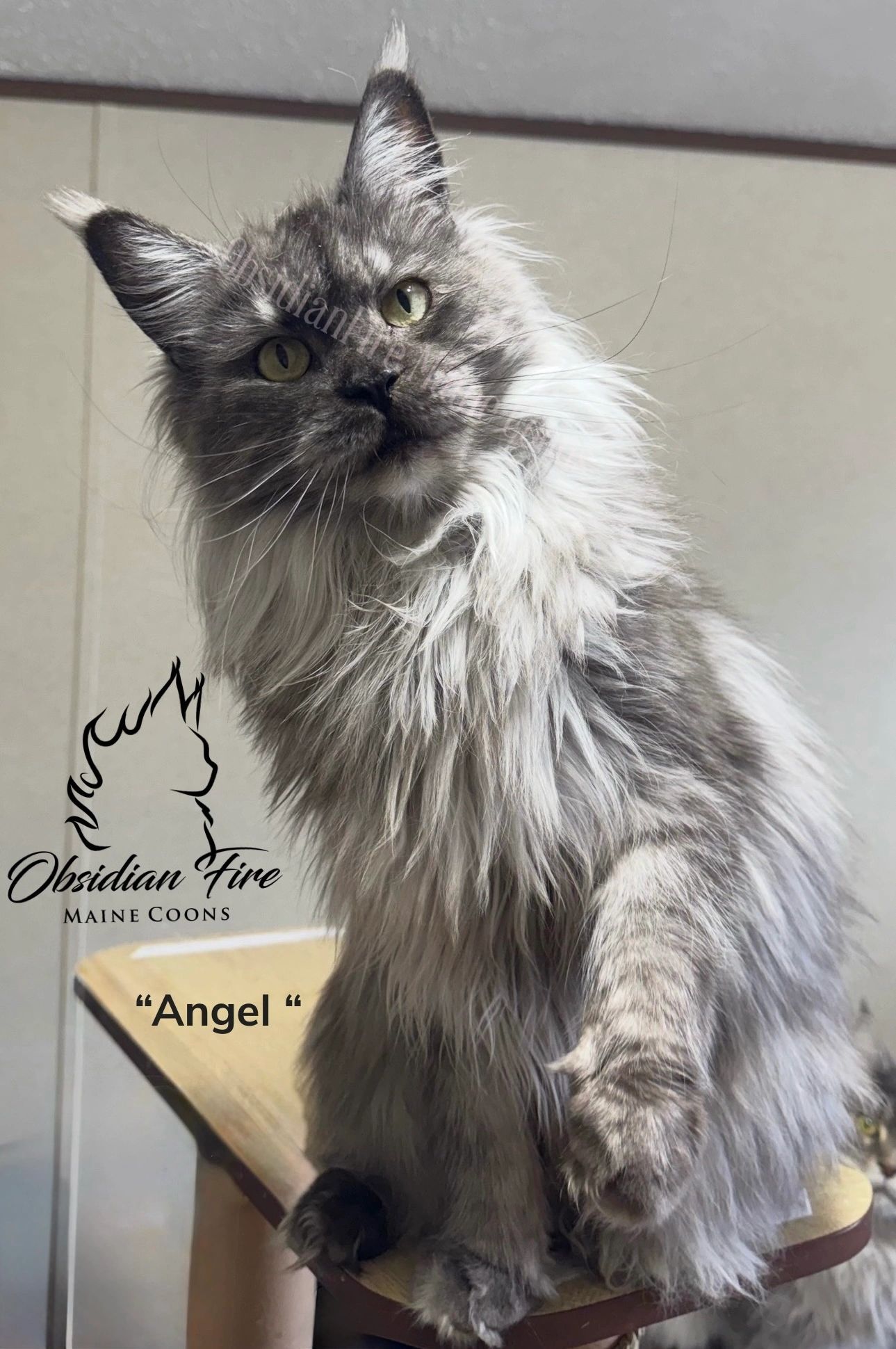 Black Smoke female Maine Coon available