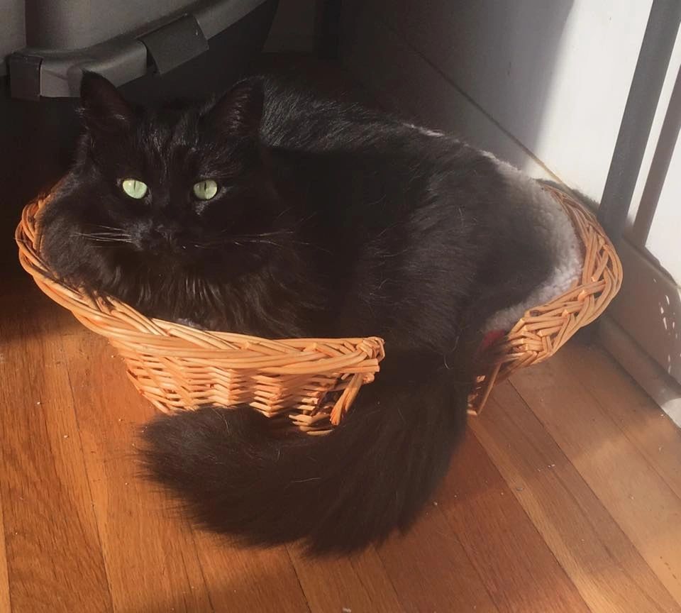 Picture of Understanding Chronic Kidney Disease (CKD) in Cats