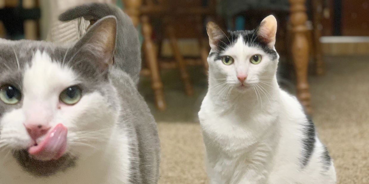Two house cats staring at their pet sitter during a daily visit.