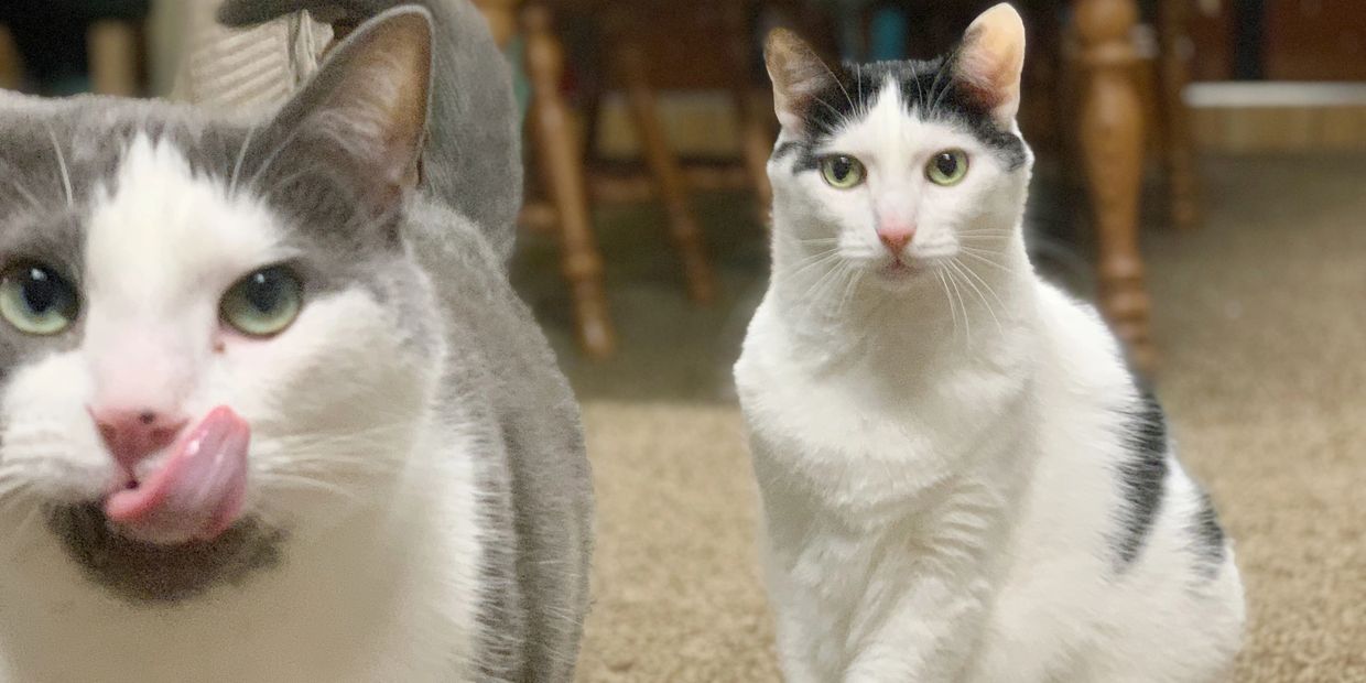 Two house cats staring at their pet sitter during a daily visit.