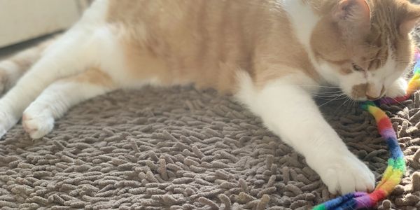 A cat lying on a textured rug playing with a colorful toy.