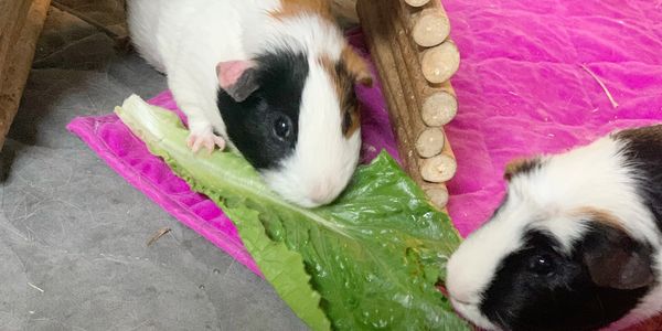 Two guinea pigs sharing a large green leaf on a pink mat.