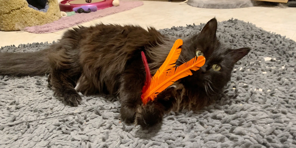 Black cat playing with bright orange feather toy on a gray rug.