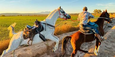 Horse training Albuquerque