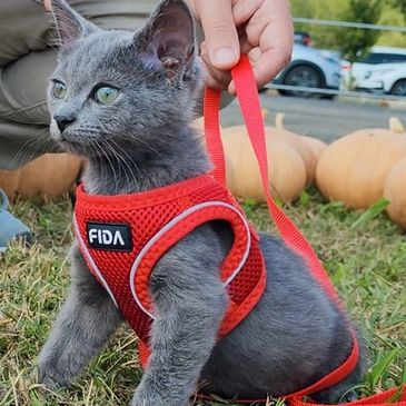 cat on the leash 