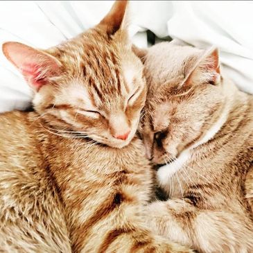 cats hugging each other 