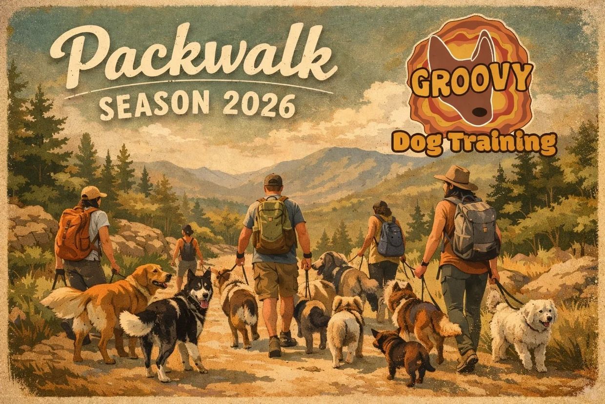 People walking multiple dogs on a trail in a scenic outdoor setting.